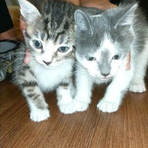 Meet your Posher, Hailey